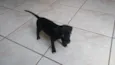 adote