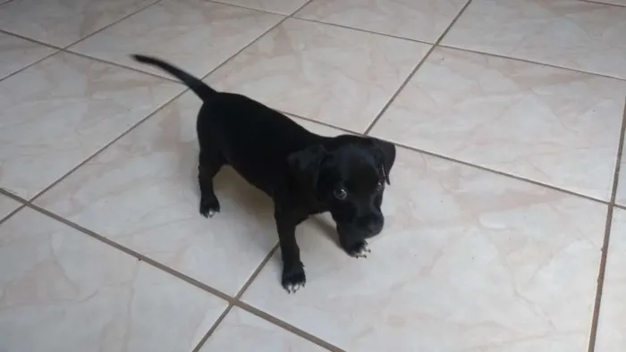 Cachorro ra a vira lata idade Abaixo de 2 meses nome adote