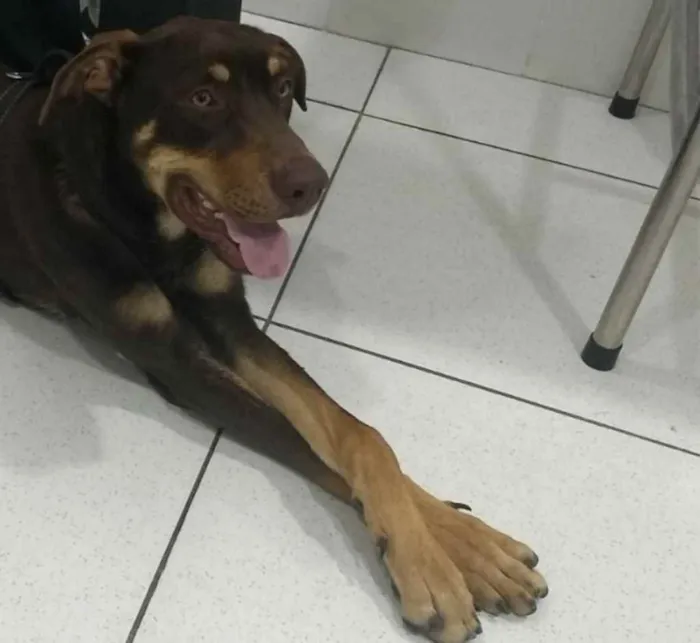 Cachorro ra a Vira lata  idade 1 ano nome Feroz