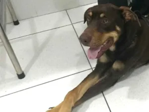 Cachorro raça Vira lata  idade 1 ano nome Feroz