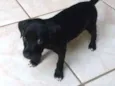 adote