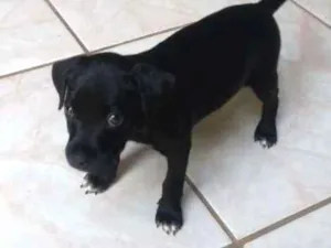 Cachorro raça vira lata idade Abaixo de 2 meses nome adote