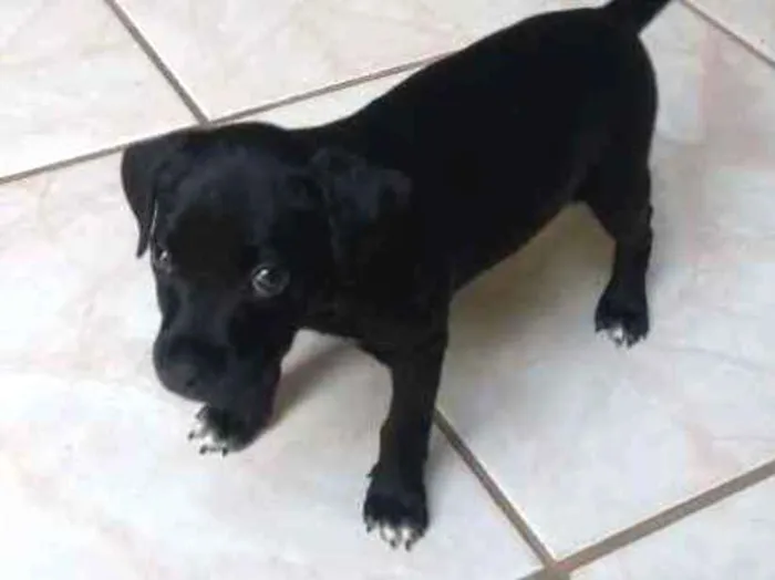 Cachorro ra a vira lata idade Abaixo de 2 meses nome adote