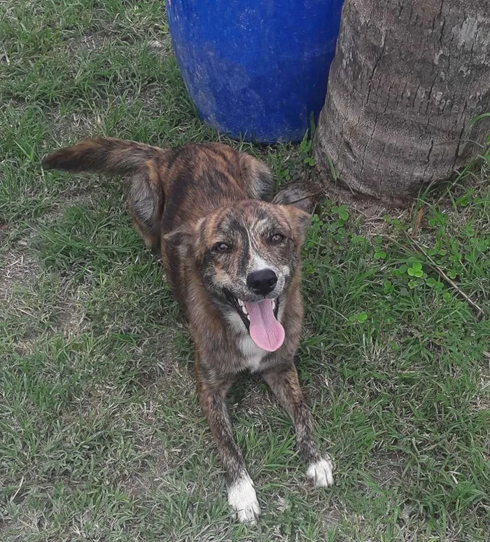 Cachorro ra a Vira-lata  idade 7 a 11 meses nome Pedrita