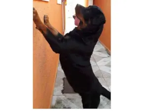 Cachorro raça Rottweiler idade 3 anos nome Veludo