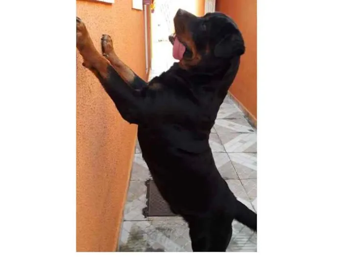 Cachorro ra a Rottweiler idade 3 anos nome Veludo