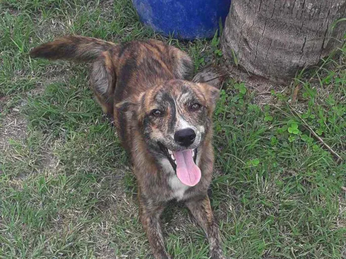 Cachorro ra a Vira-lata  idade 7 a 11 meses nome Pedrita