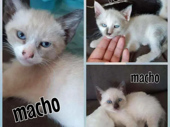 Gato ra a Mestço siamês idade 2 a 6 meses nome Sem nome