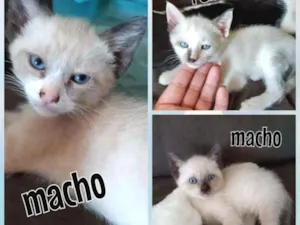 Gato raça Mestço siamês idade 2 a 6 meses nome Sem nome