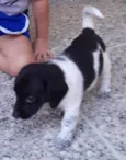 Snoopy
