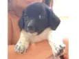 Snoopy
