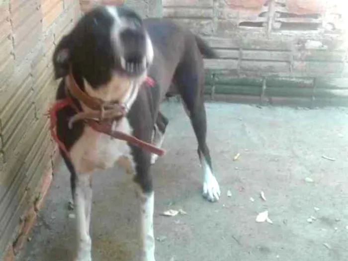 Cachorro ra a Vira lata idade 2 a 6 meses nome Leno