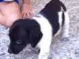 Snoopy