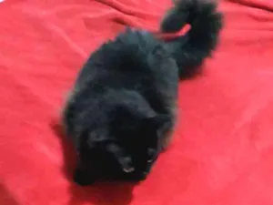 Gato raça Angora idade 2 anos nome Menina