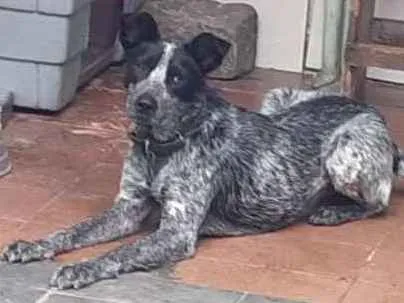 Cachorro ra a vira lata com pitbull  idade 7 a 11 meses nome Pantera