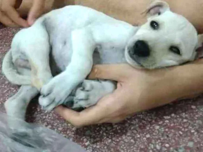 Cachorro ra a Vira-lata  idade 2 a 6 meses nome Barney