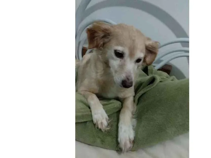 Cachorro ra a SRD idade 5 anos nome Honey