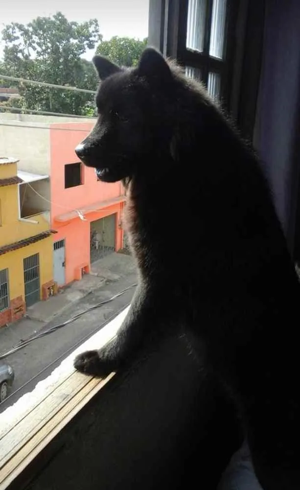 Cachorro raça Chow Chow idade 4 anos nome Lucy