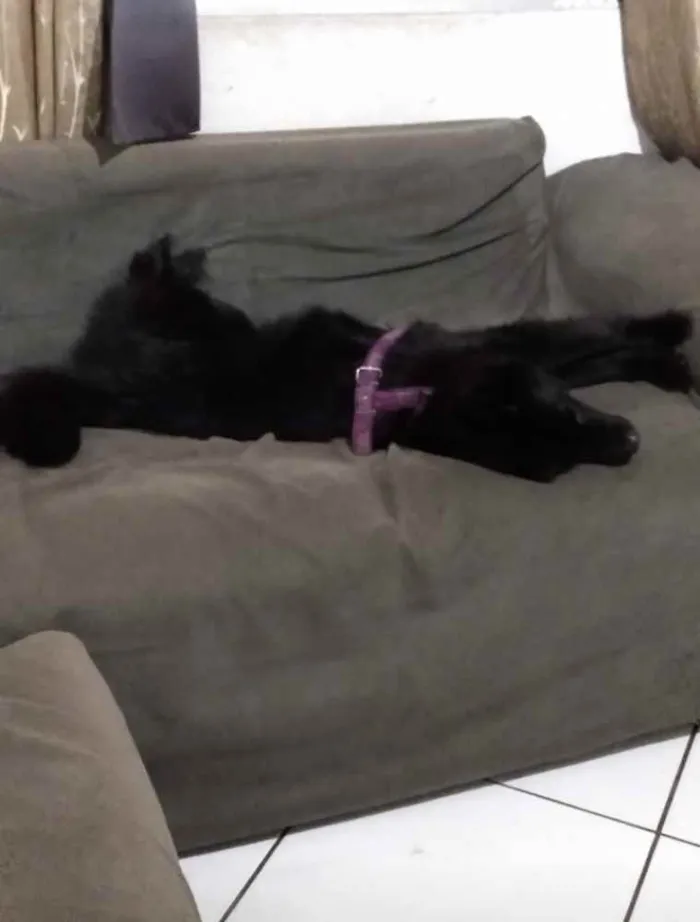 Cachorro raça Chow Chow idade 4 anos nome Lucy