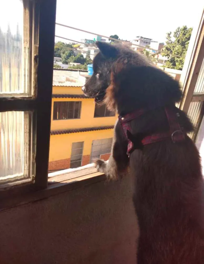 Cachorro raça Chow Chow idade 4 anos nome Lucy