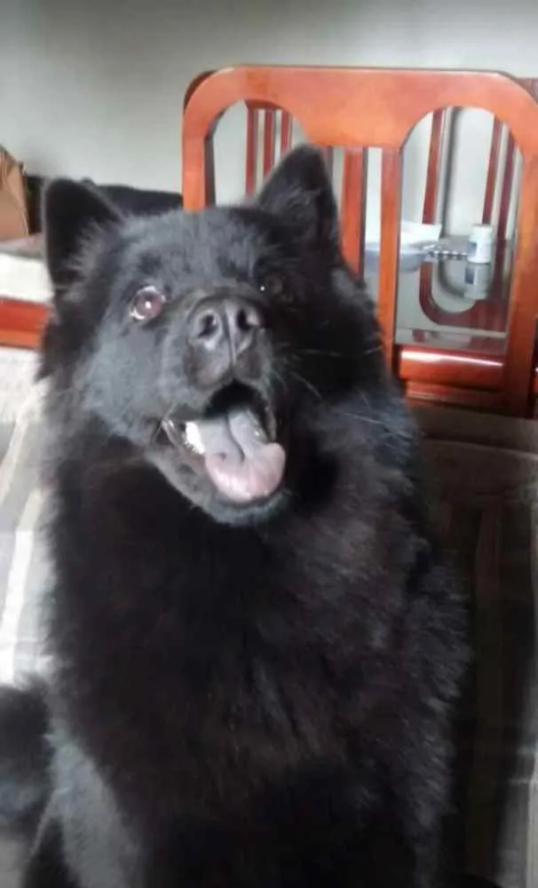 Cachorro raça Chow Chow idade 4 anos nome Lucy
