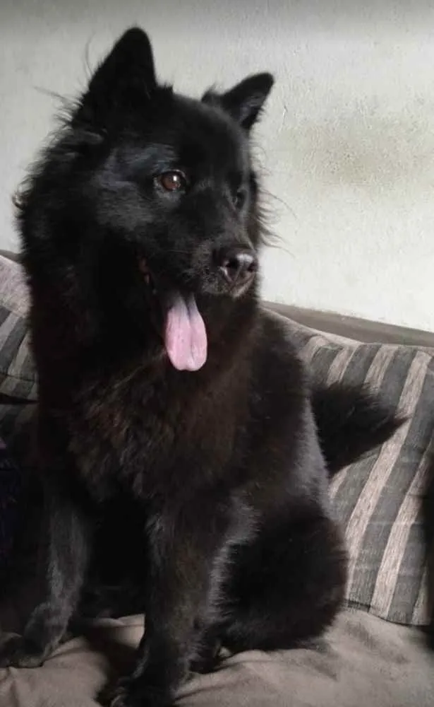 Cachorro raça Chow Chow idade 4 anos nome Lucy