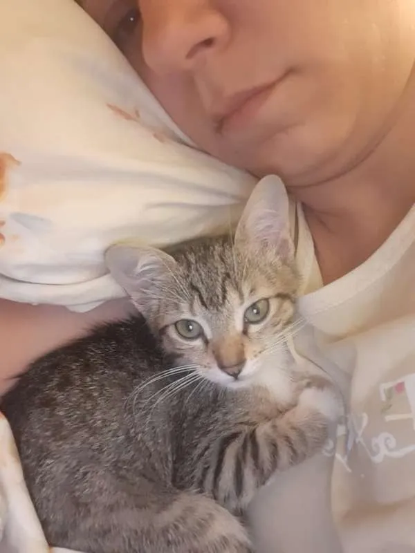 Gato ra a SRD idade 2 a 6 meses nome Lichia