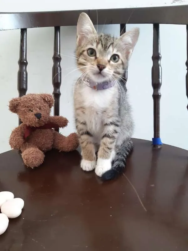 Gato ra a SRD idade 2 a 6 meses nome Lichia