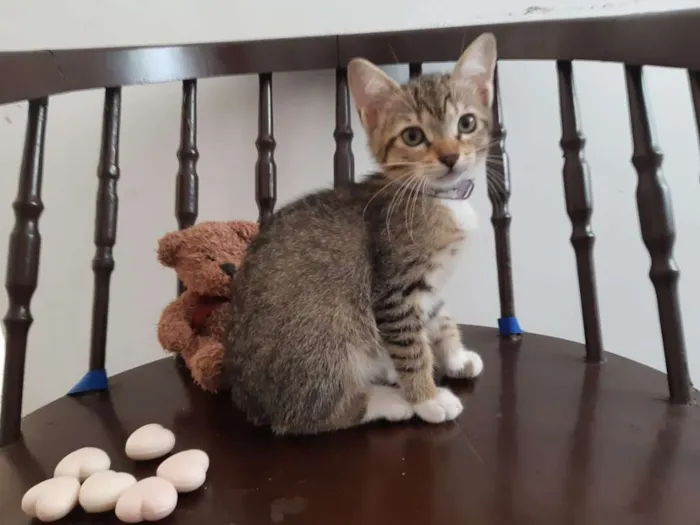 Gato ra a SRD idade 2 a 6 meses nome Lichia