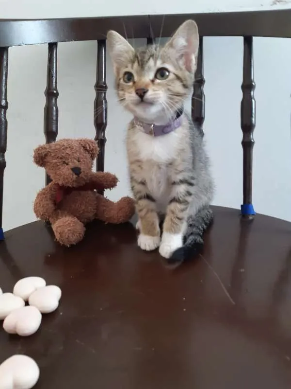 Gato ra a SRD idade 2 a 6 meses nome Lichia