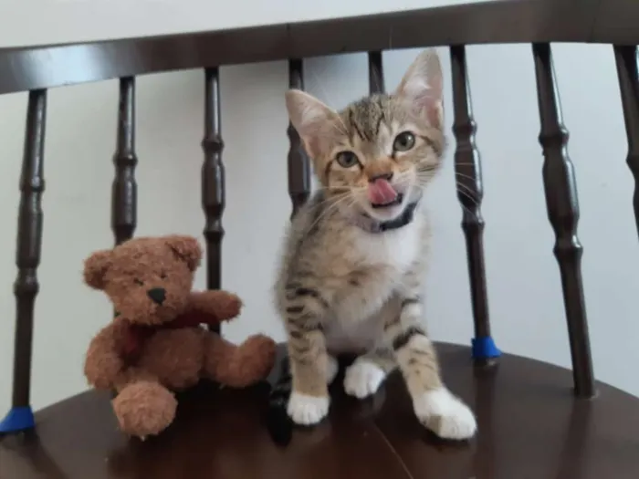 Gato ra a SRD idade 2 a 6 meses nome Lichia