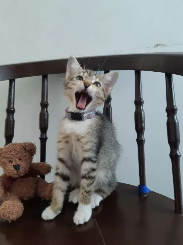 Gato ra a SRD idade 2 a 6 meses nome Lichia