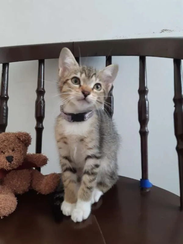 Gato ra a SRD idade 2 a 6 meses nome Lichia