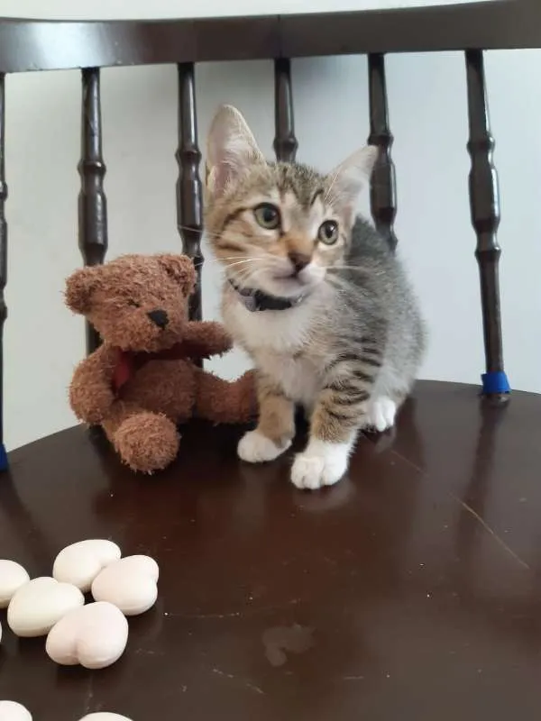 Gato ra a SRD idade 2 a 6 meses nome Lichia