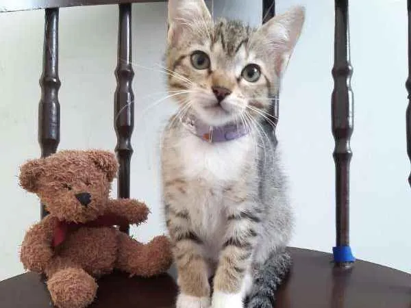 Gato ra a SRD idade 2 a 6 meses nome Lichia