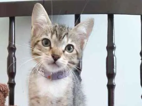 Gato ra a SRD idade 2 a 6 meses nome Lichia