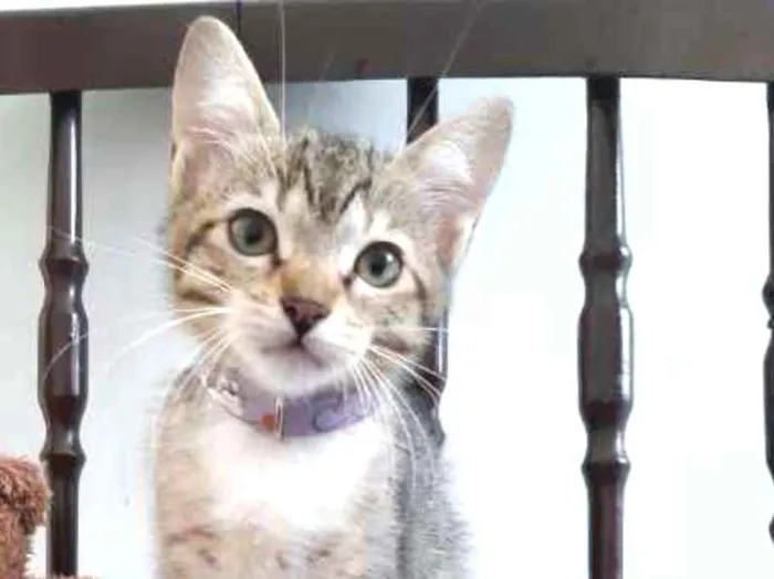 Gato ra a SRD idade 2 a 6 meses nome Lichia