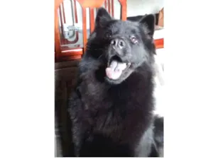 Cachorro raça Chow Chow idade 4 anos nome Lucy
