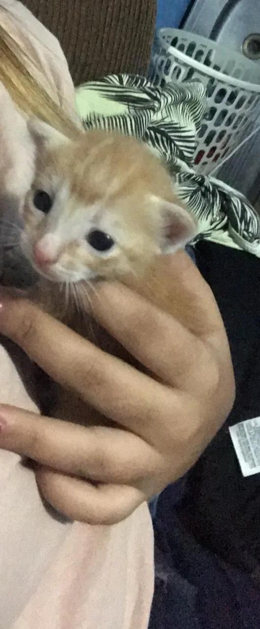 Gato ra a Vira lata idade 2 a 6 meses nome MarietaNeoPenelopeFo