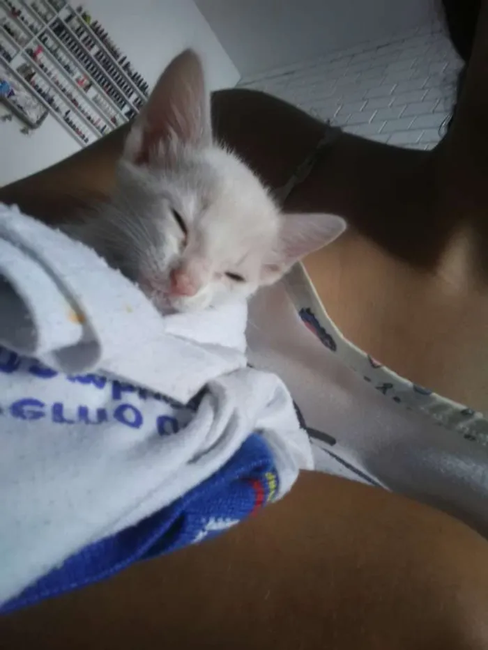 Gato ra a Listrada idade Abaixo de 2 meses nome Alyssa