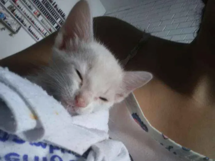 Gato ra a Listrada idade Abaixo de 2 meses nome Alyssa