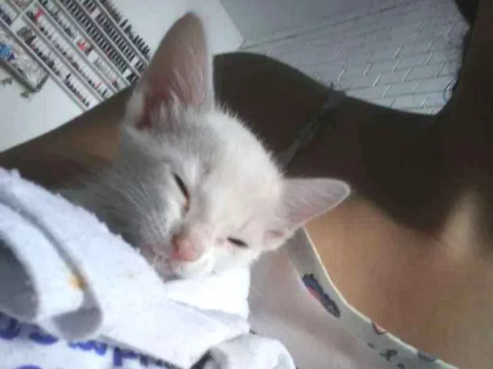 Gato ra a Listrada idade Abaixo de 2 meses nome Alyssa