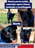 BORIS