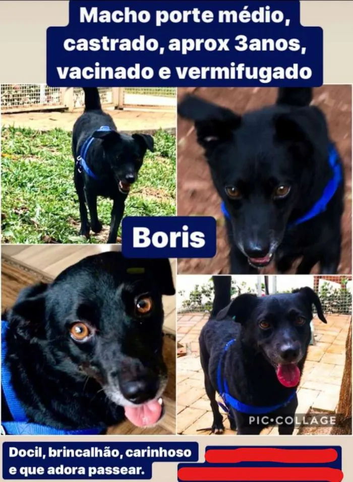 Cachorro ra a SEM RAÇA DEFINIDA idade 3 anos nome BORIS