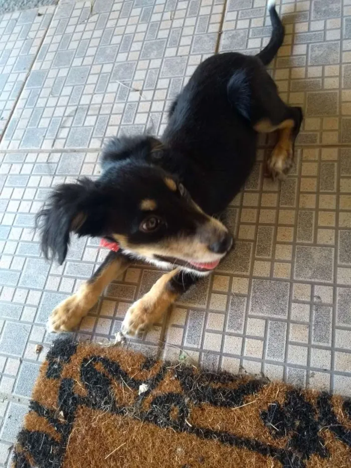 Cachorro ra a Não sei idade 2 a 6 meses nome Não sei
