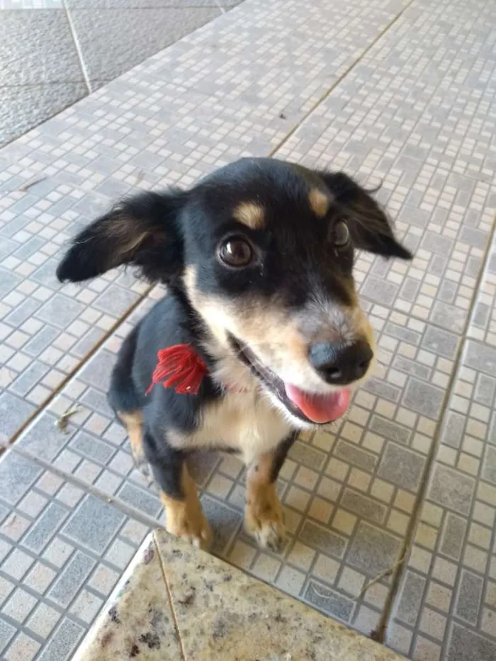Cachorro ra a Não sei idade 2 a 6 meses nome Não sei