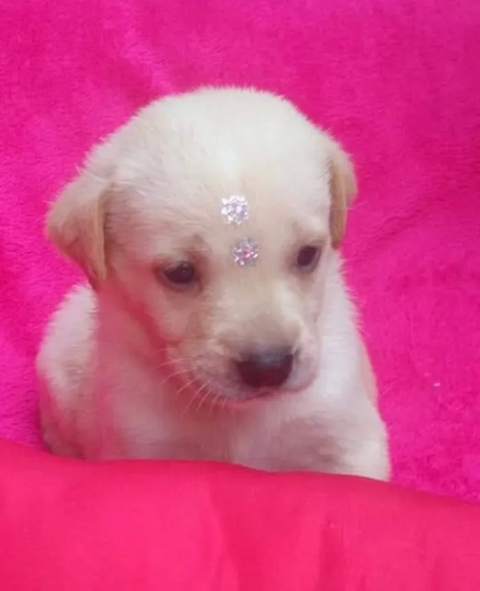 Cachorro ra a SRD idade Abaixo de 2 meses nome Betina e irmãs 
