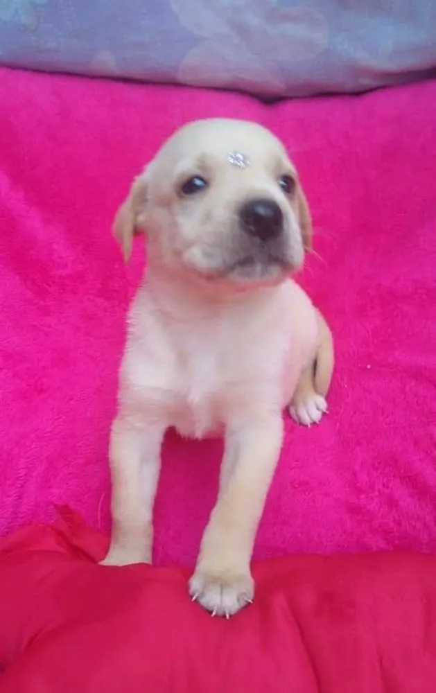 Cachorro ra a SRD idade Abaixo de 2 meses nome Betina e irmãs 