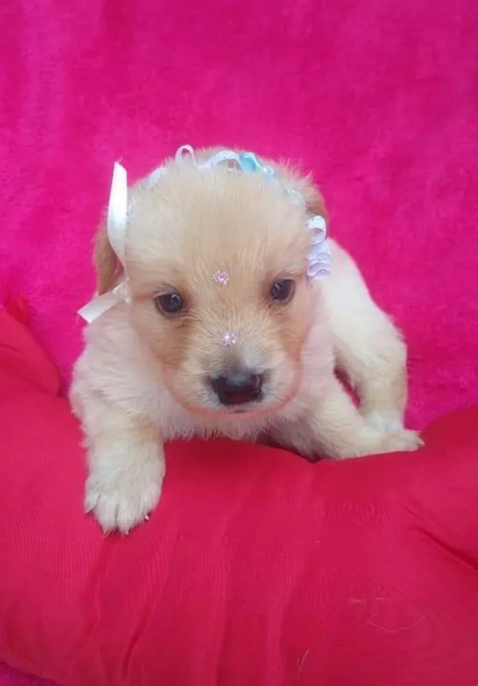 Cachorro ra a SRD idade Abaixo de 2 meses nome Betina e irmãs 