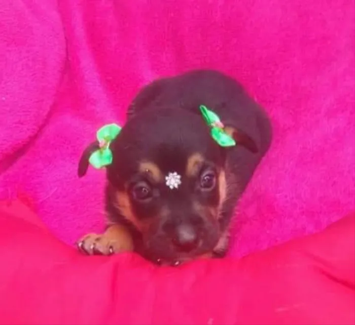 Cachorro ra a SRD idade Abaixo de 2 meses nome Betina e irmãs 